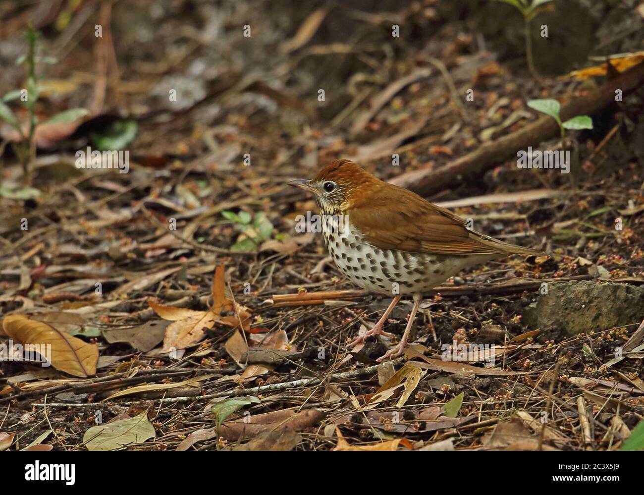 Wood Thrush (Hylocichla mustelina) adult standing on forest floor  Picacho NP, Honduras      February 2016 Stock Photo