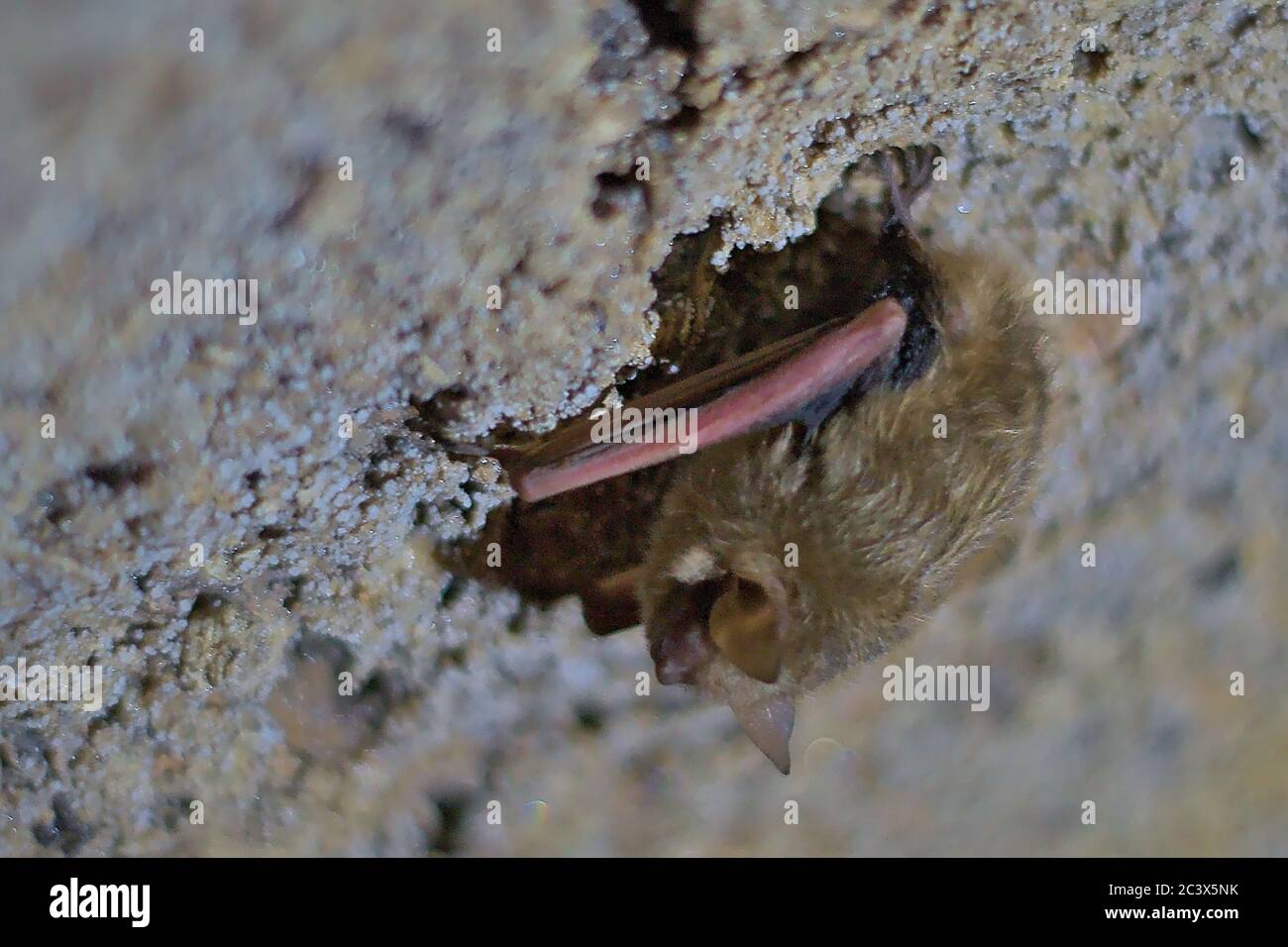 Bat hibernates in cave tri colored torpor study them epidemiology white nose syndrome and other infectious diseases. Stock Photo