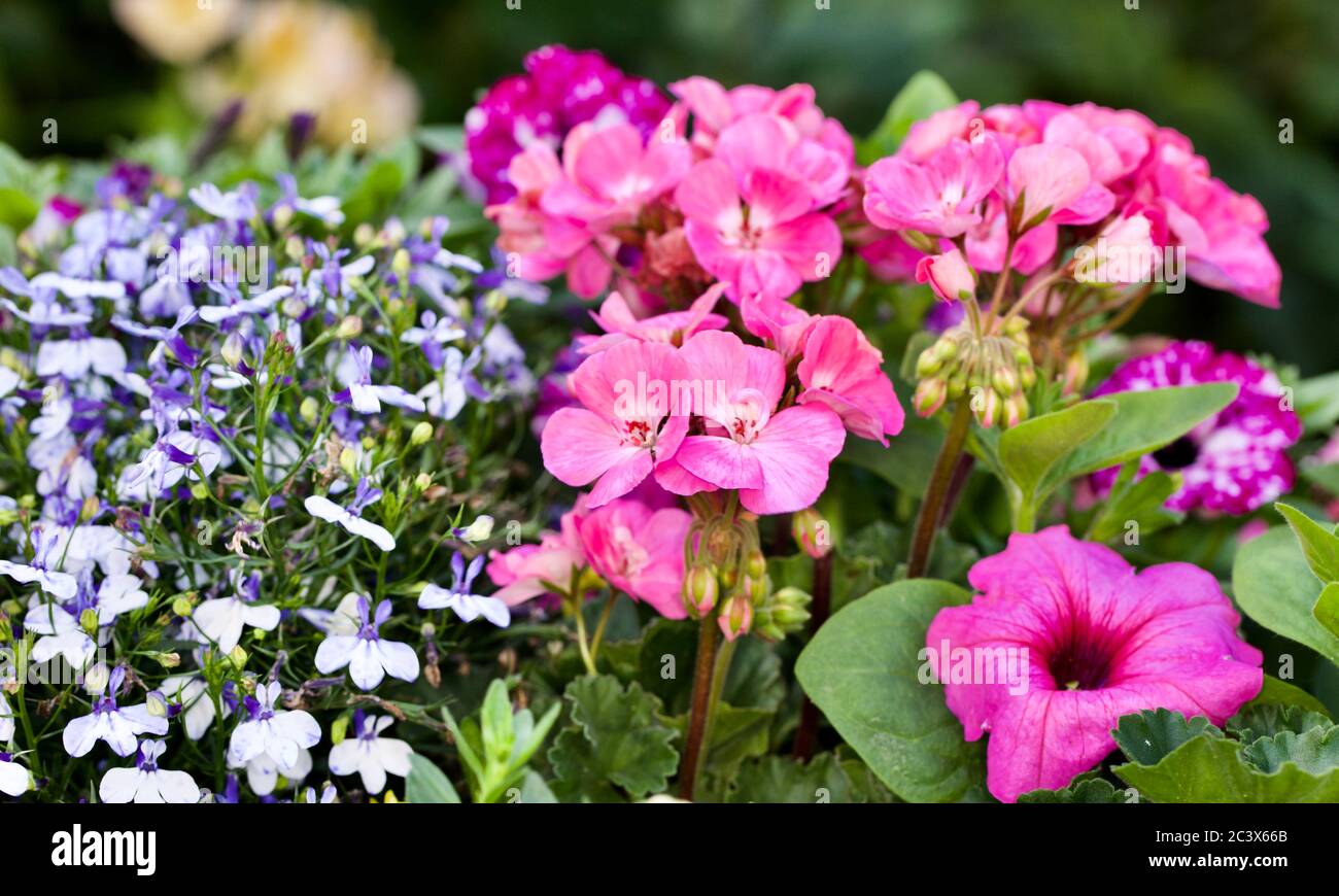 Beautiful display of Lobelia, Geraniums and Petunias Stock Photo