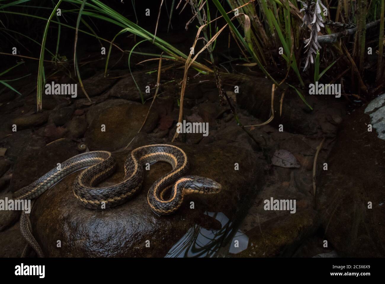 An aquatic garter snake (Thamnophis atratus) at the rivers edge in Northern California. Stock Photo