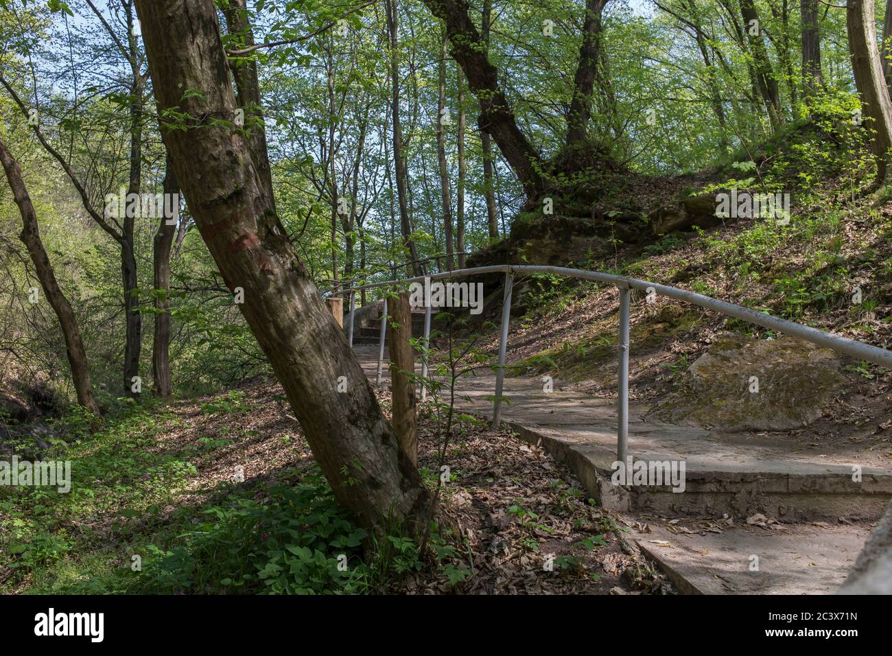 Beautiful landscape of the forest during the day Stock Photo - Alamy