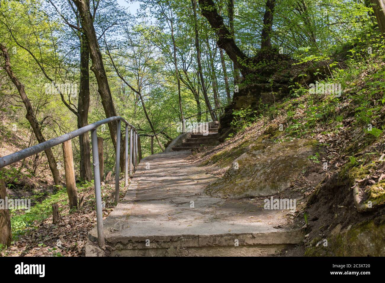 Beautiful landscape of the forest during the day Stock Photo - Alamy