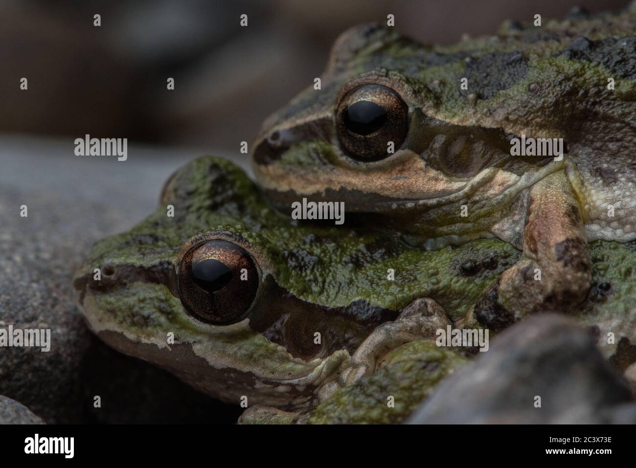 The pacific tree frog (Pseudacris sierra), a pair in amplexus the mating grasp of frogs. Stock Photo
