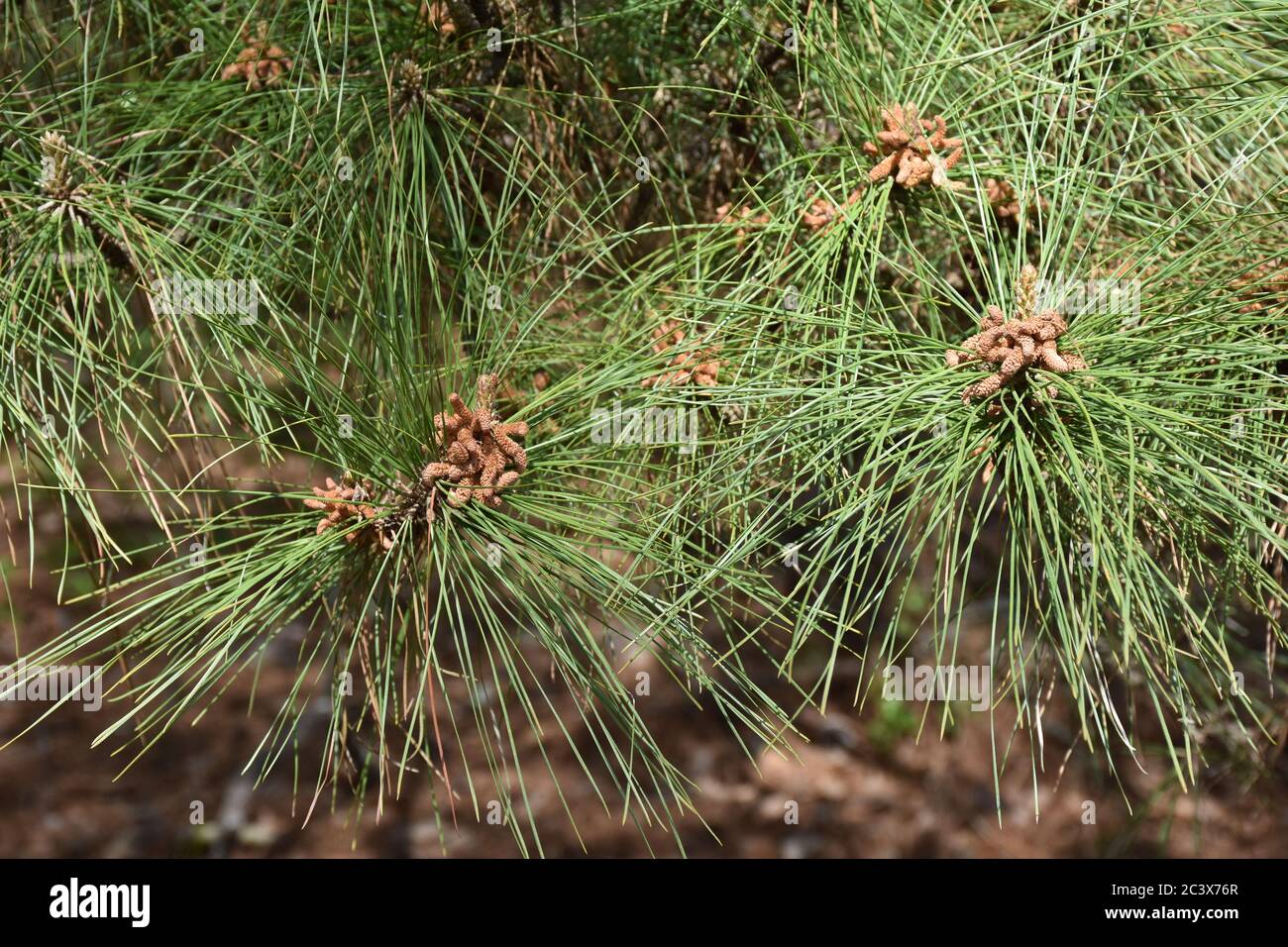 Long needles pine hires stock photography and images Alamy