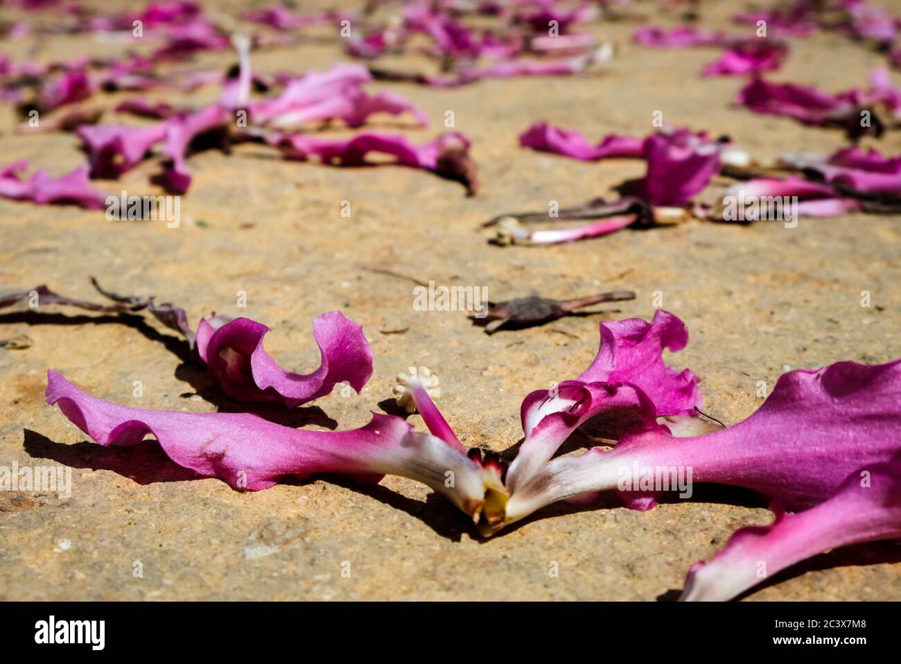 Fallen pink flower petals scattered all over the sand ground. Symbolize unhappiness, sadness