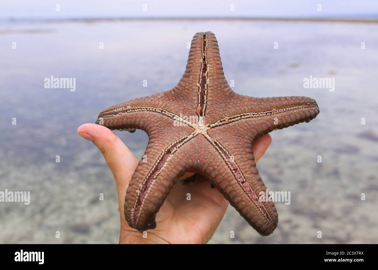 Sea star in hand in tropical water at low tide, on Gili Air island, West Nusa Tenggara, Indonesia Stock Photo