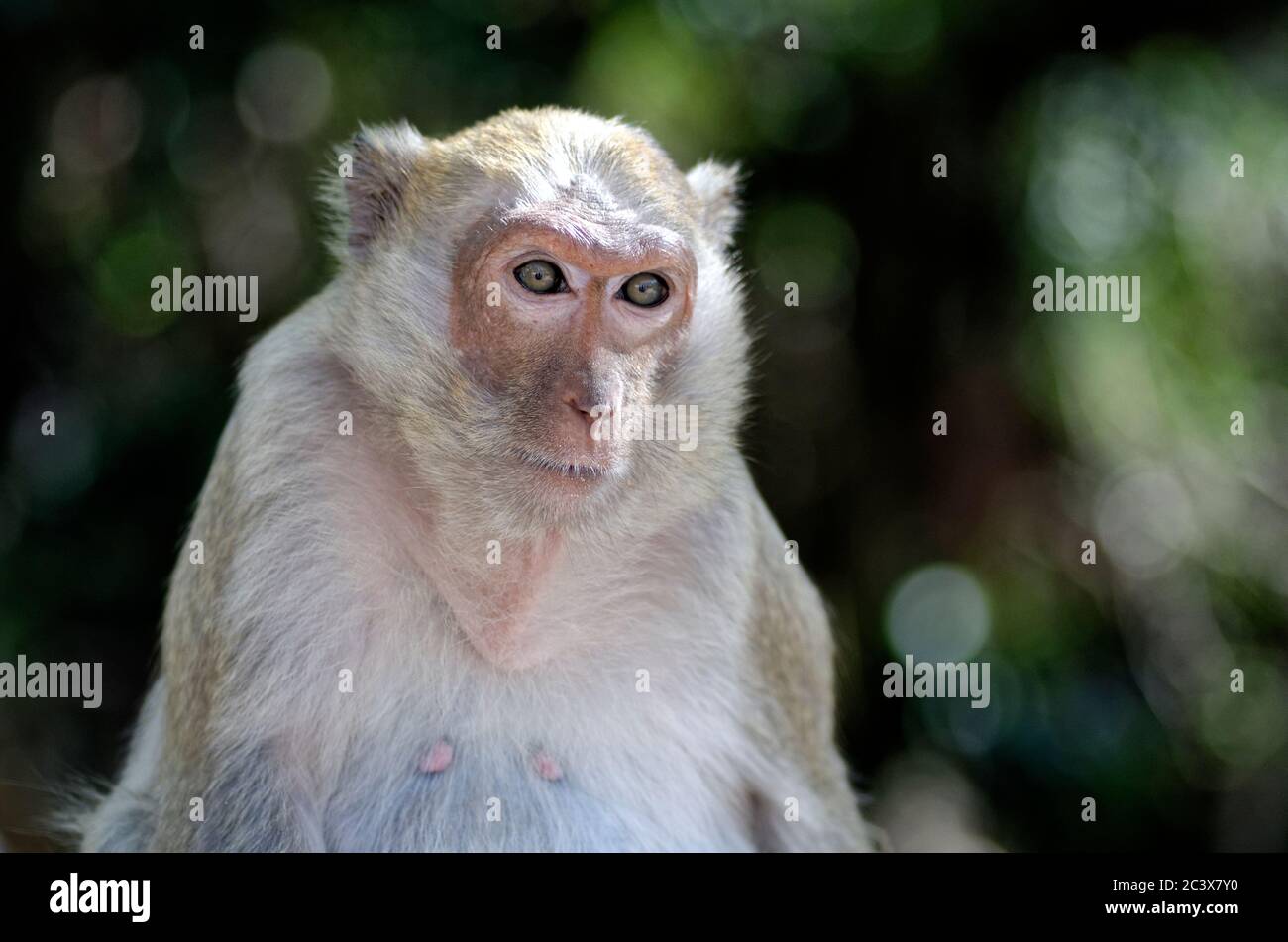 observing monkey Stock Photo