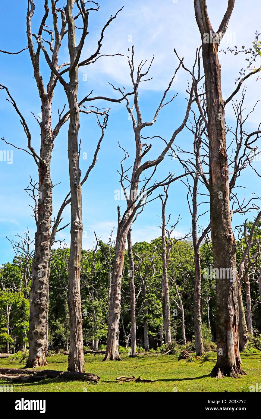 Dead oak tree branches Stock Photo Alamy