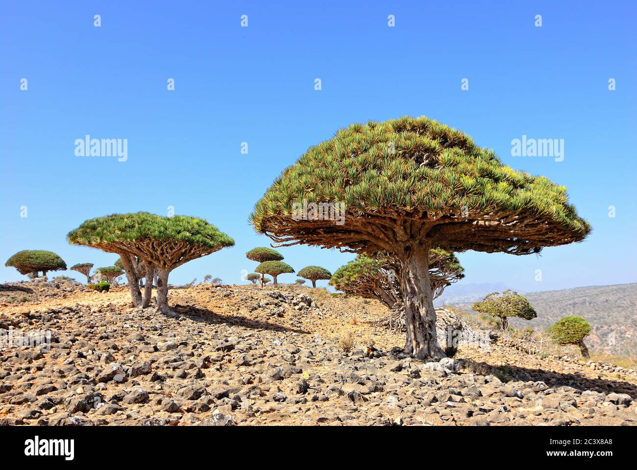 Endemic Plant Dragon Blood Tree In The Island Socotra Yemen Stock Photo Alamy