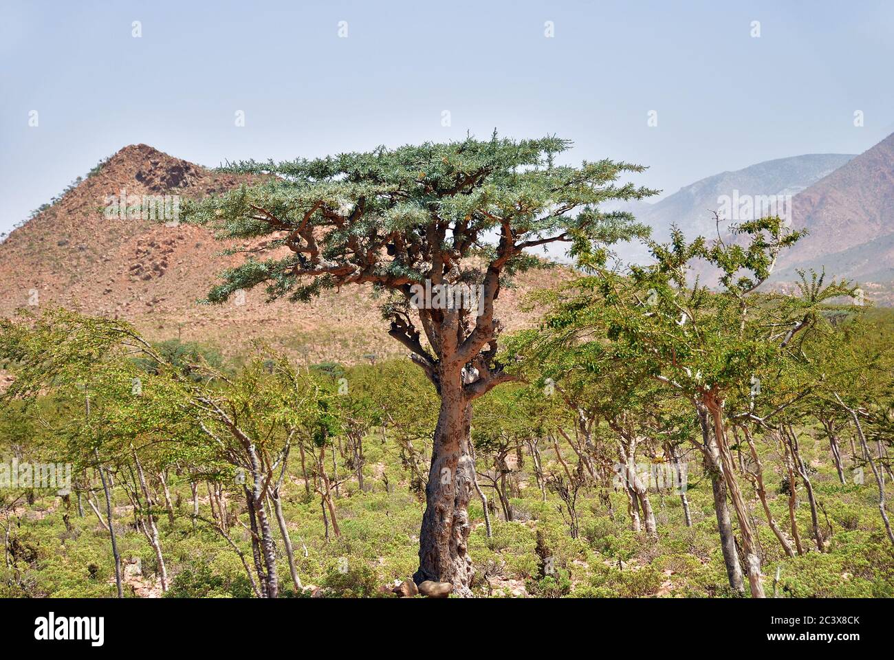 Frankincense Trees, Boswellia sacra, olibanum tree, Homhil Plateau, Socotra Island, Yemen Stock Photo