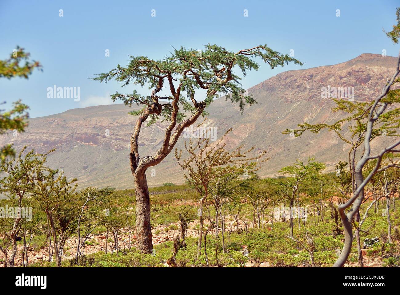 Frankincense Trees, Boswellia sacra, olibanum tree, Homhil Plateau, Socotra Island, Yemen Stock Photo