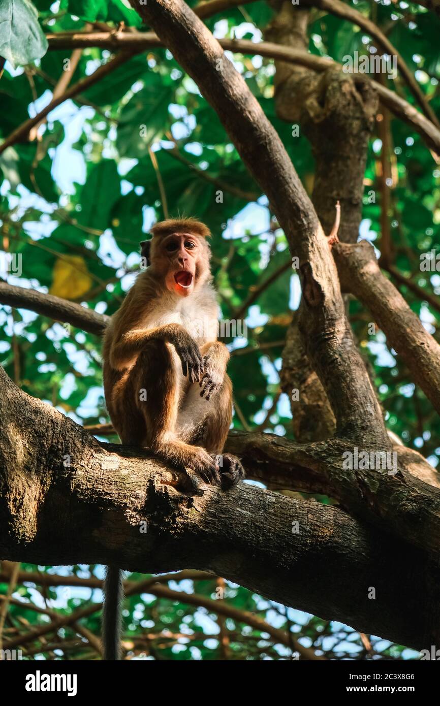 A funny surprised toque macaque sitting on a tree branch near the Jungle Beach in Sri Lanka. Closeup view of a wild primate showing unusual facial Stock Photo