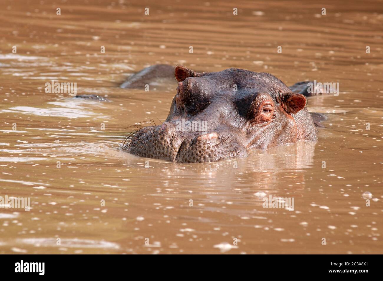 Common hippopotamu, Hippopotamus amphibius, resting in water in hippo pool. Masai Mara National Reserve. Kenya. Africa. Stock Photo