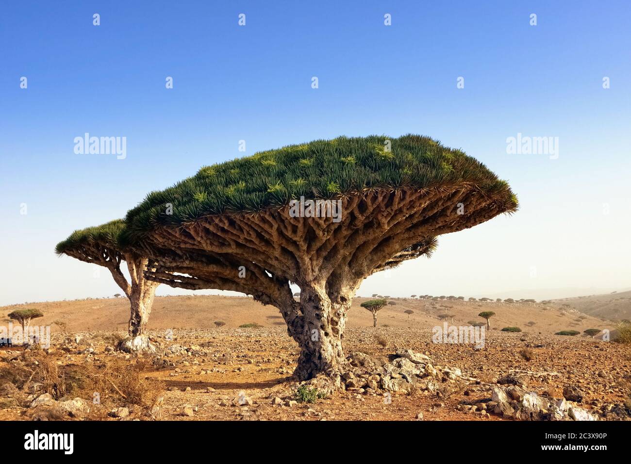 Endemic Plant Dragon Blood Tree In The Island Socotra Stock Photo Alamy Endemic Plant Dragon Blood Tree In The Island Socotra Stock Photo Alamy