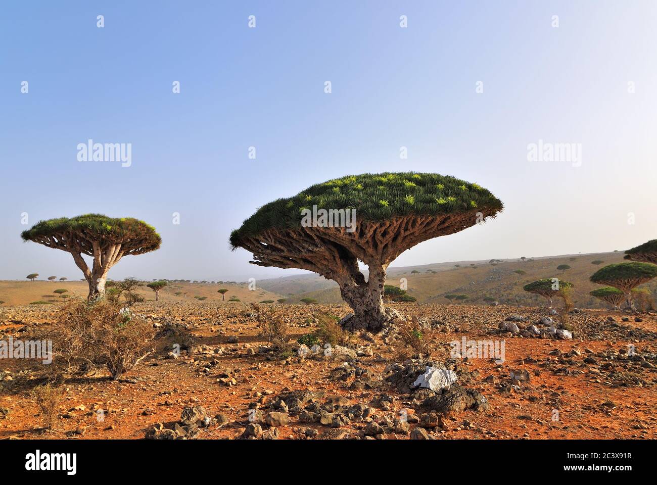 Dragon Blood Trees At Dixam Plateau Socotra Island Shown At Sunset Yemen Africa Stock Photo Alamy
