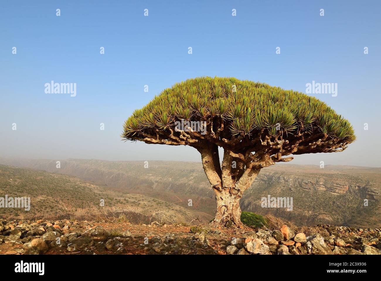 Dragon Blood Trees At Dixam Plateau Socotra Island Shown At Sunset Yemen Africa Stock Photo Alamy