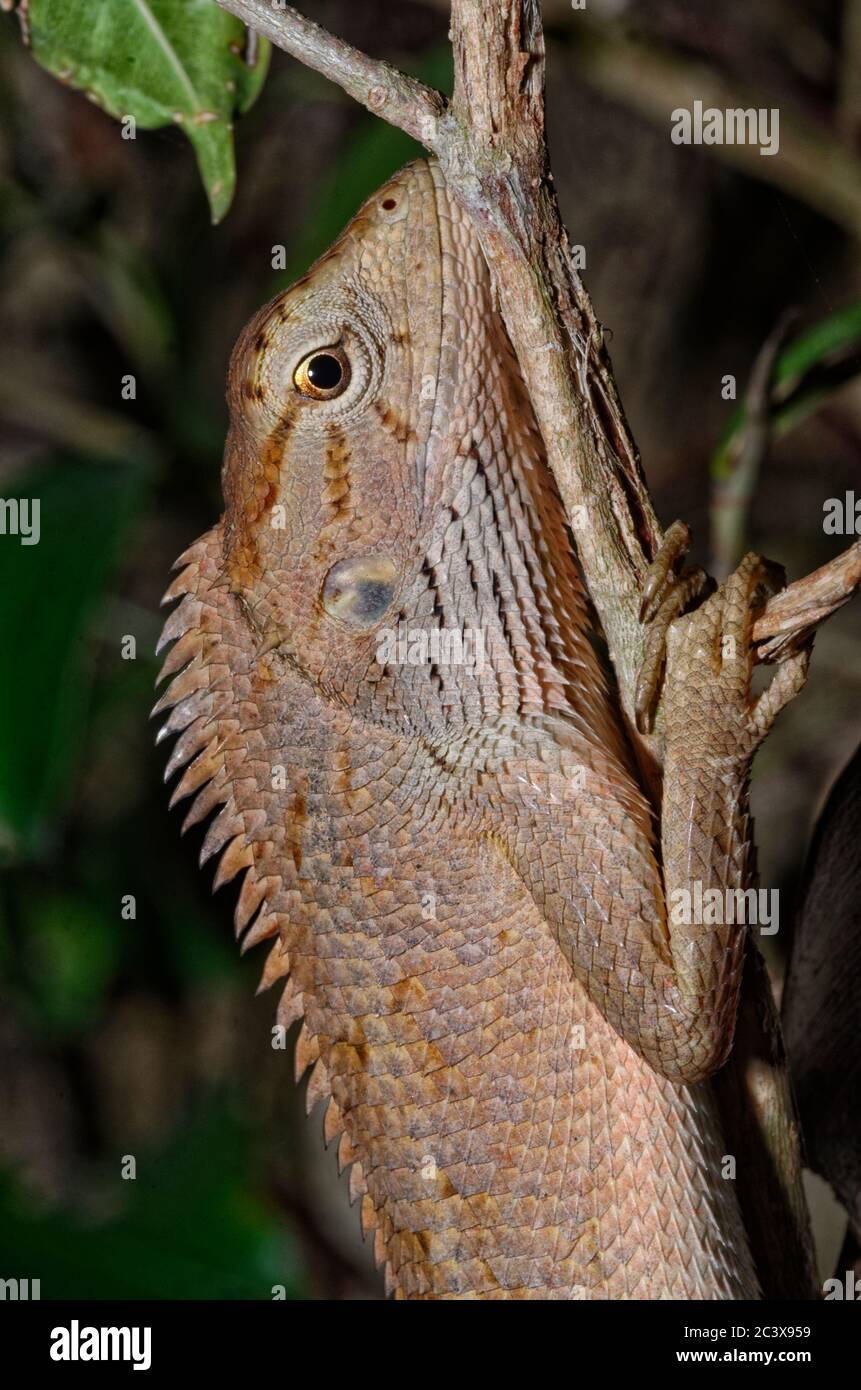 Changeable lizard from vietnam Stock Photo