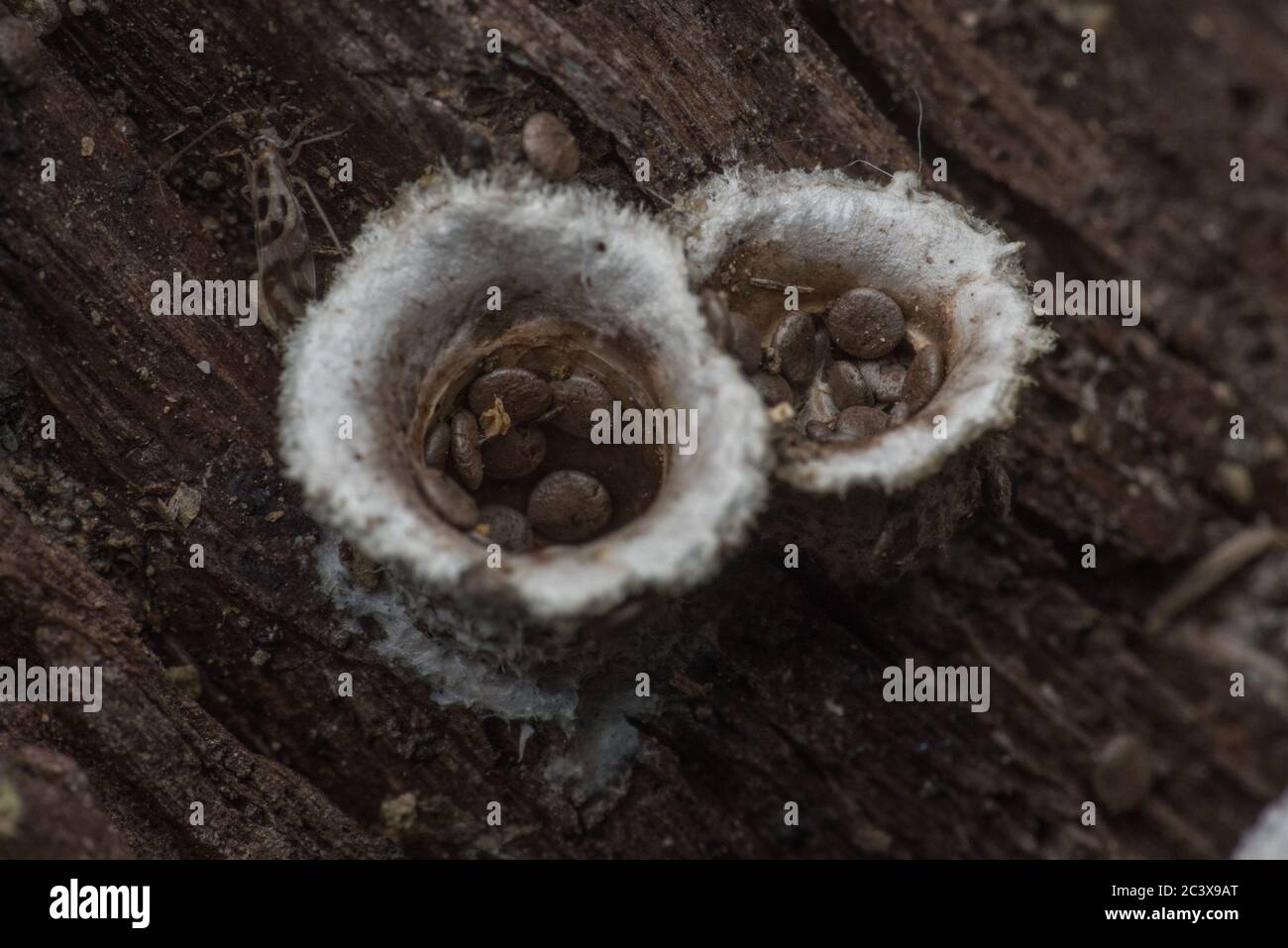 Woolly Bird's Nest Fungus (Nidula niveotomentosa) from the northern
