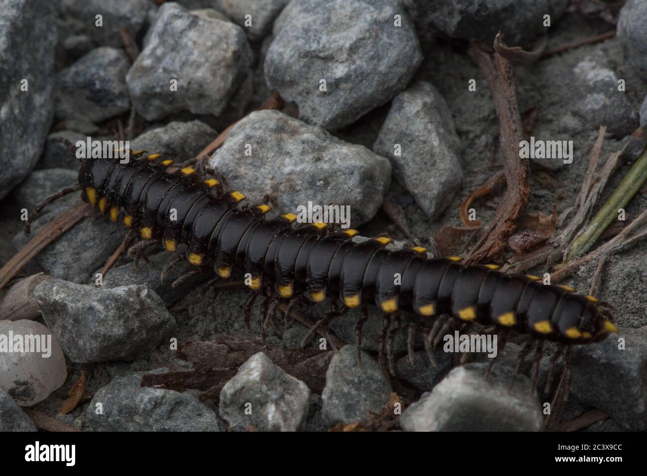 The cyanide millipede (Harpaphe haydeniana) from Northern California is defended by potent toxins. Stock Photo