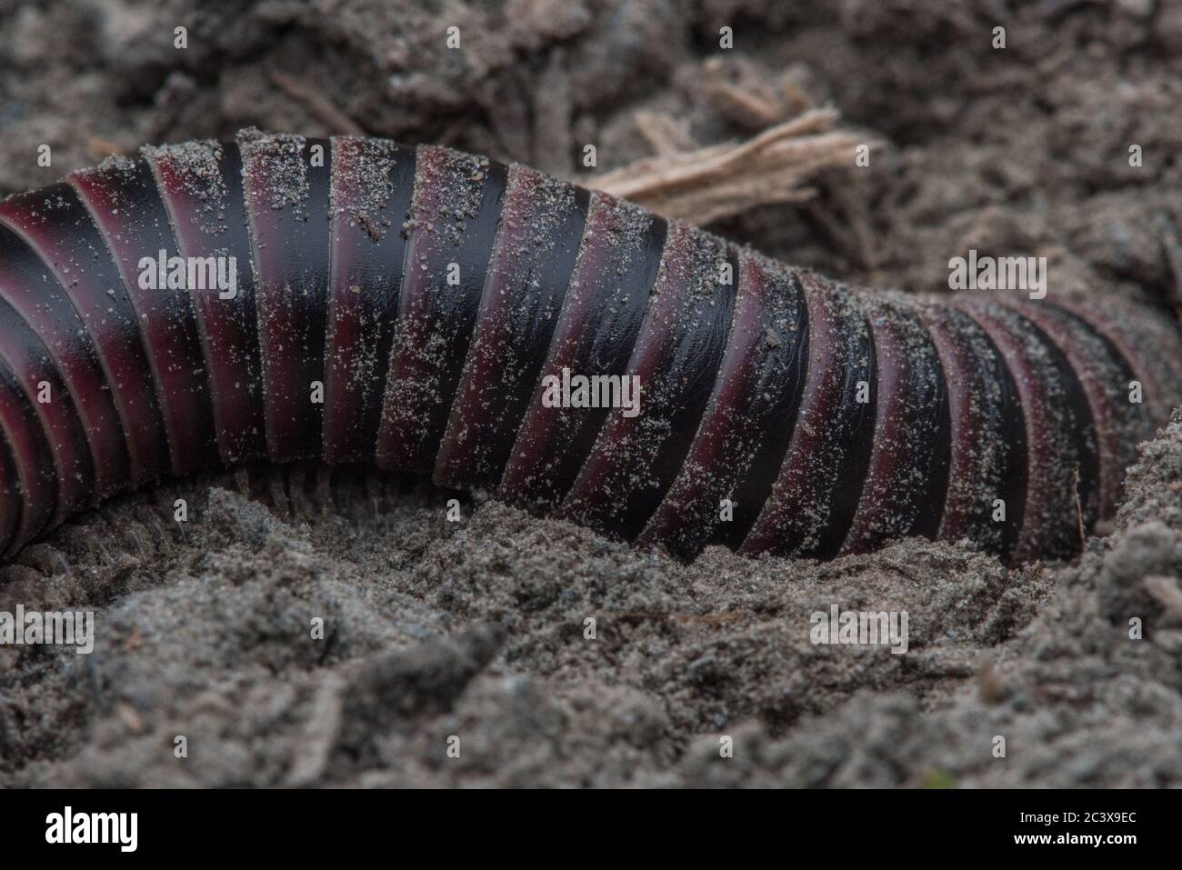 A millipede in the genus Tylobolus burrowing into sandy substrate in the California forest Stock Photo