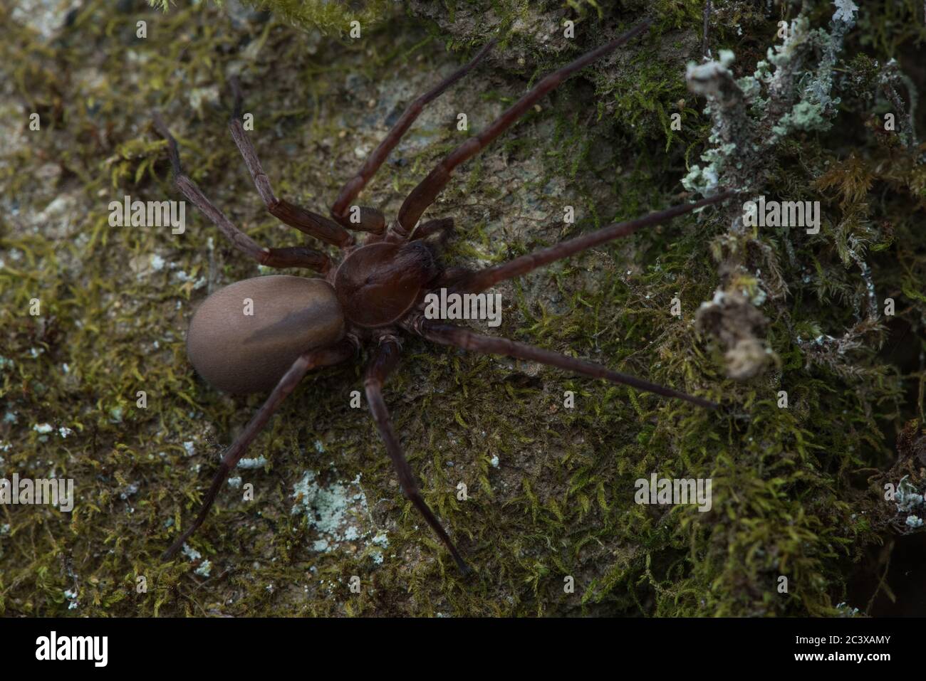 Titiotus species of spider found in California. These spiders are commonly known as false wolf spiders. Stock Photo