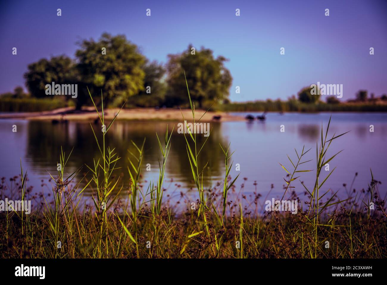 Al Qudra Lake in Dubai, UAE | Places to Visit in Dubai Stock Photo