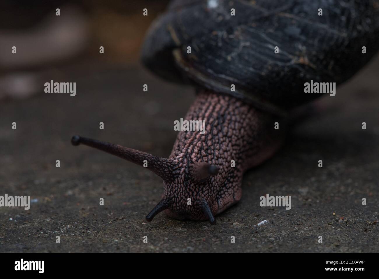 The Redwood Sideband snail (Monadenia infumata) a species endemic to the redwood forests of California and considered to be of conservation concern. Stock Photo