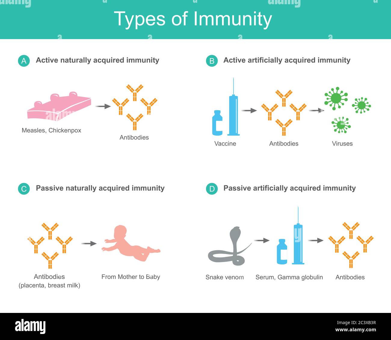 Types of Immunity. Illustration for education medical use about types of human immunity from natural and And synthetic such as vaccine or serum. Stock Vector