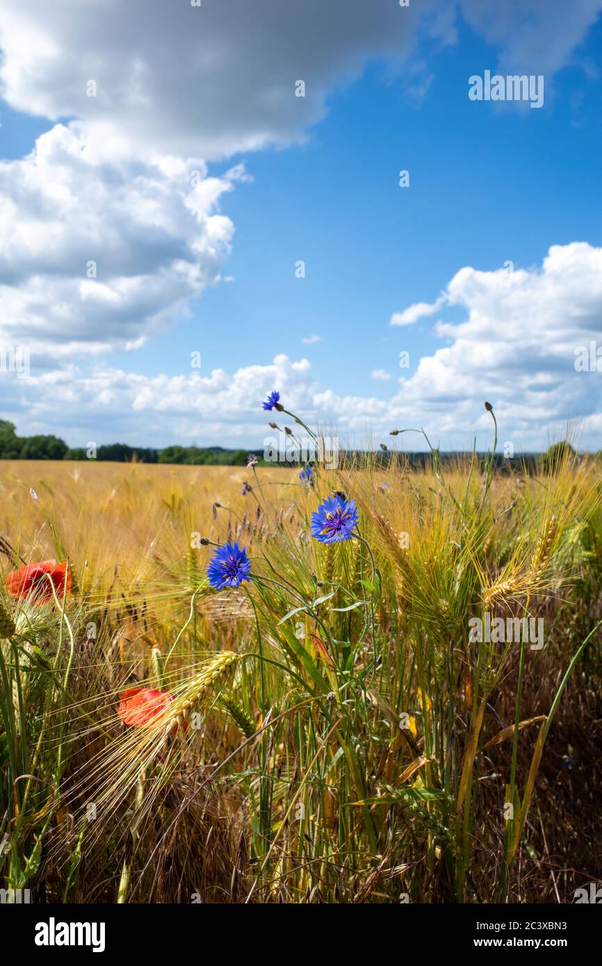 Barley crop artwork hi-res stock photography and images - Alamy