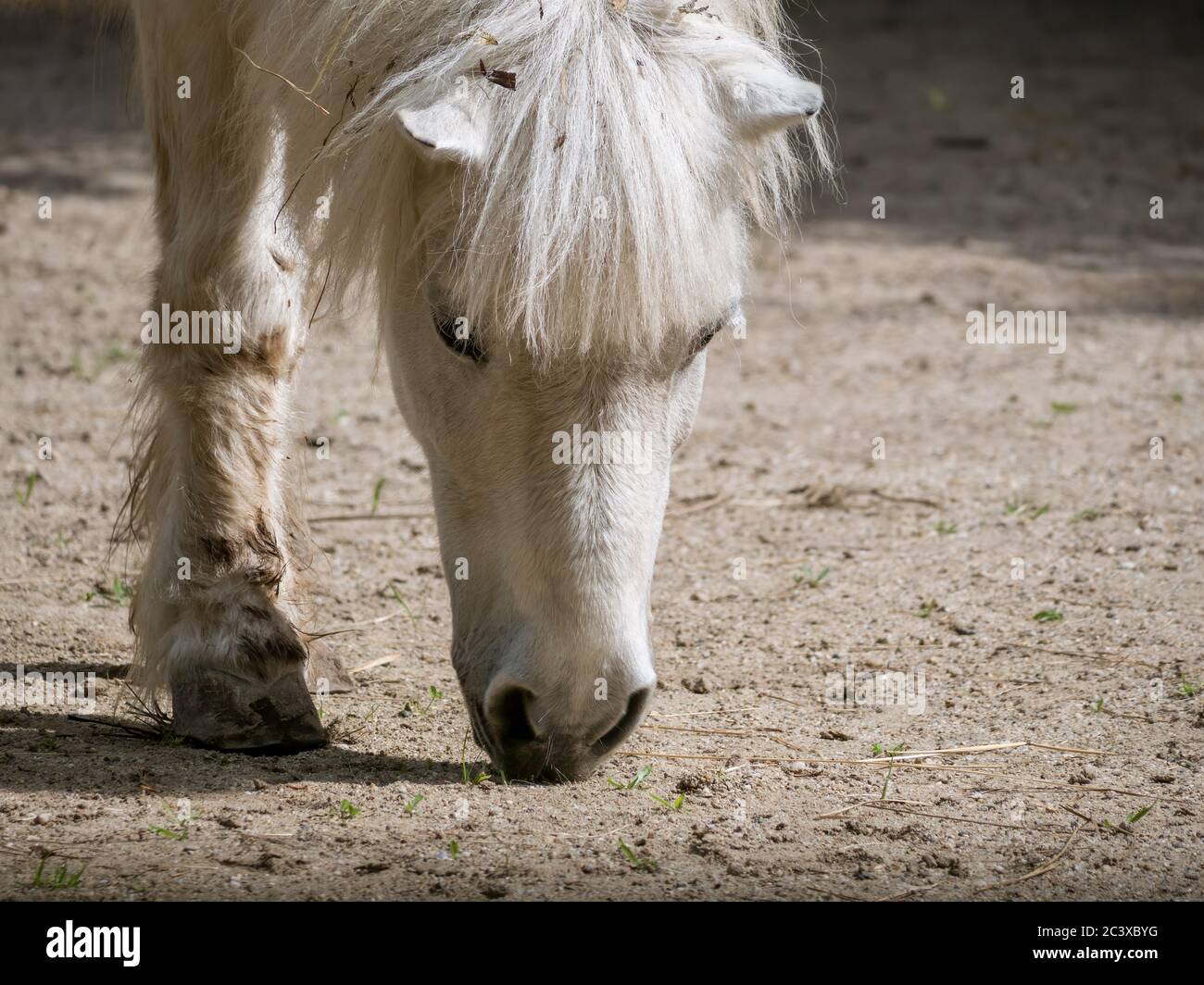 White pony or small horse Equus ferus caballus looking for food on the ground. Stock Photo