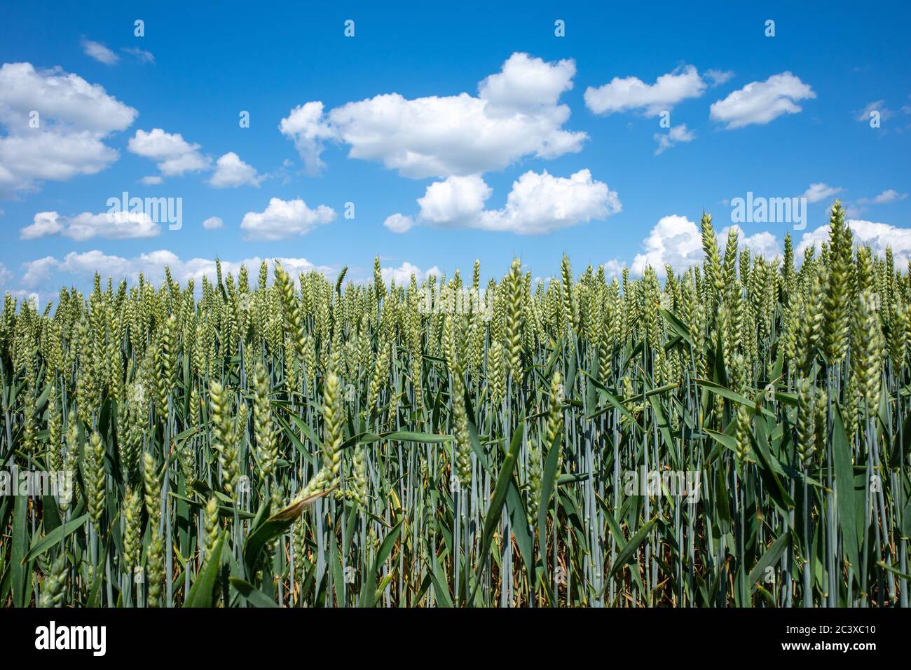 a green wheat field with blue sky and white clouds Stock Photo - Alamy