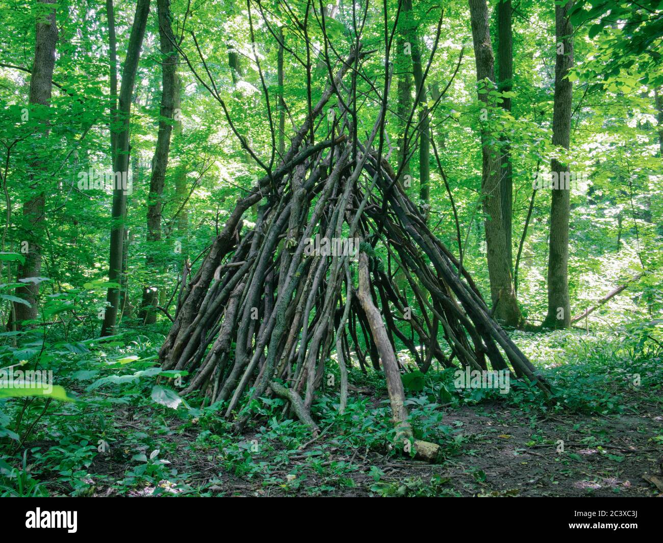 Survival shelter in the woods made from tree branches. Stock Photo