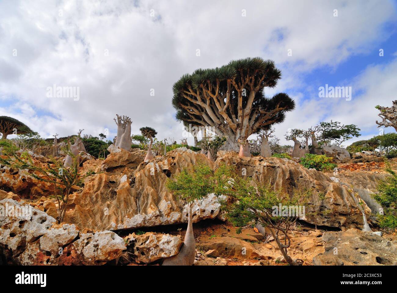 Endemic Plants Dragon Blood Tree And Flowering Bottle Trees Adenium Obesum On The Island Socotra Diksam Plateau Yemen Stock Photo Alamy