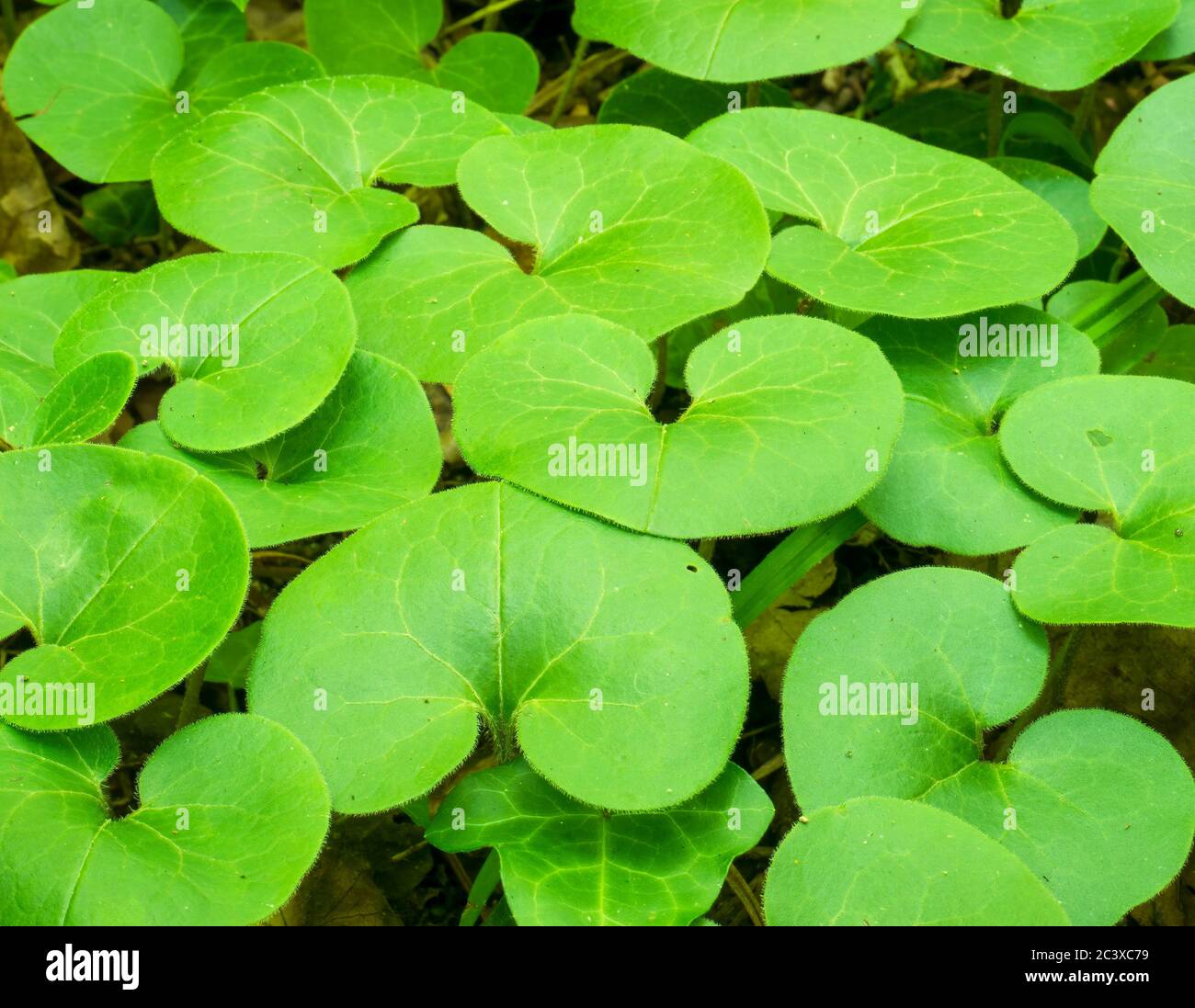 Green tree leaves pattern hi-res stock photography and images - Alamy