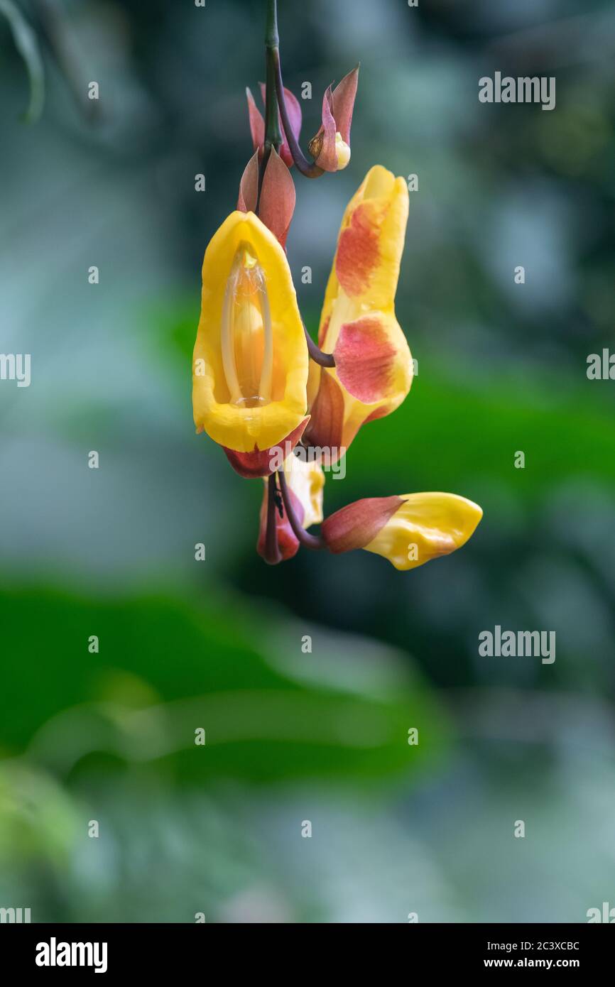 Close up of a Mysore trumpetvine (thunbergia mysorensis) flower in bloom Stock Photo