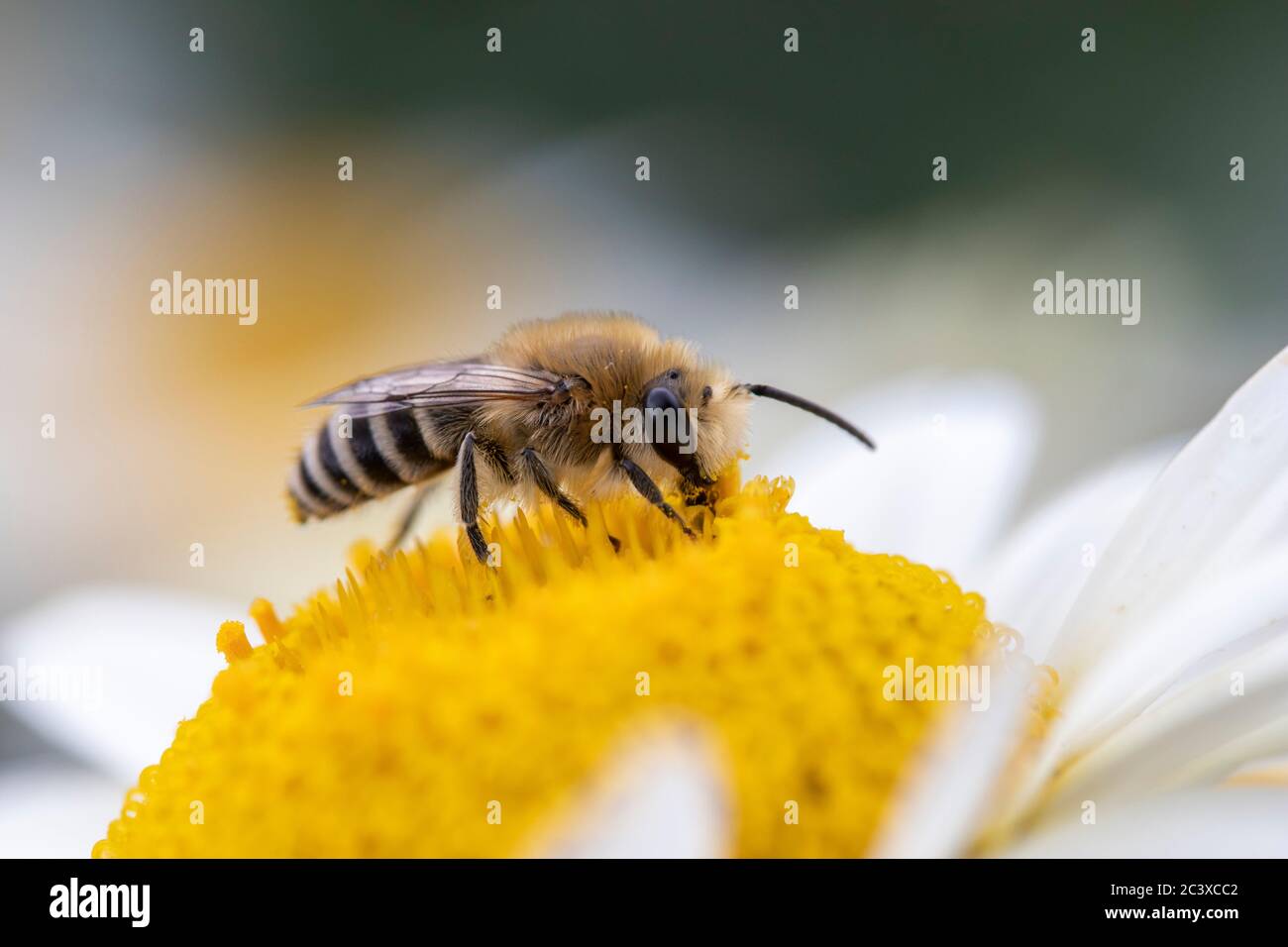 Small bee collecting pollen on Anthemis tinctoria ‘E.C.Buxton’ Stock Photo