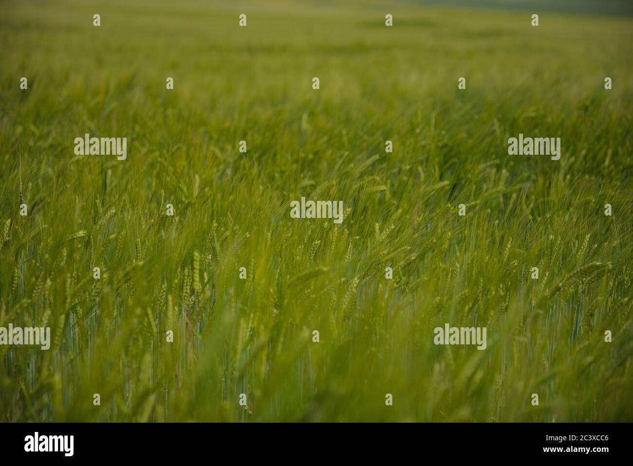 grünes Getreidefeld Stock Photo