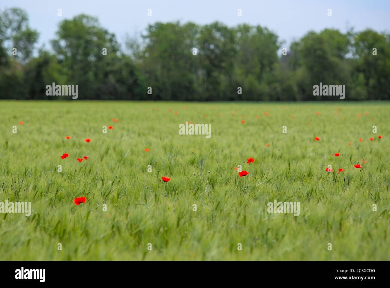 einzelne Mohnblumen im Getreidefeld Stock Photo