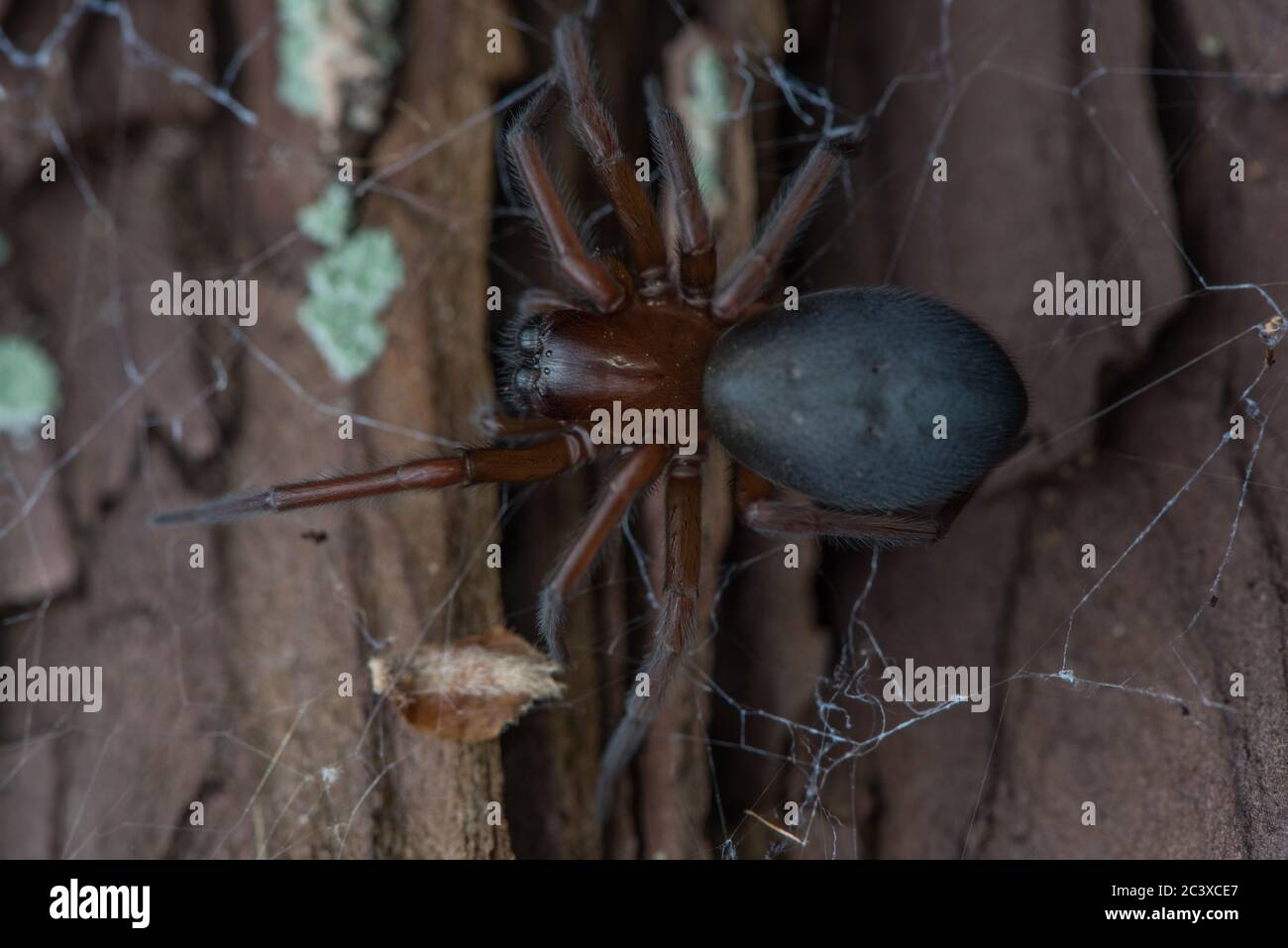 A tangled web spider or hacklemesh weaver spider in the Callobius genus ...