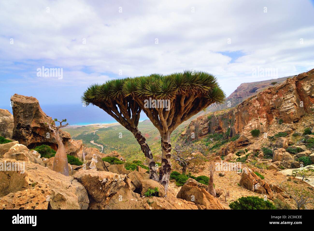 Beautiful Landscape With Endemic Plant Dragon Blood Tree In The Island Socotra Yemen Stock Photo Alamy Beautiful Landscape With Endemic Plant Dragon Blood Tree In The Island Socotra Yemen Stock Photo Alamy