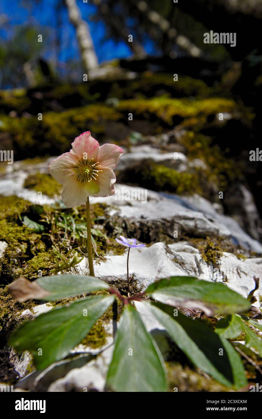 Blume auf einem Felsen im Wald Stock Photo
