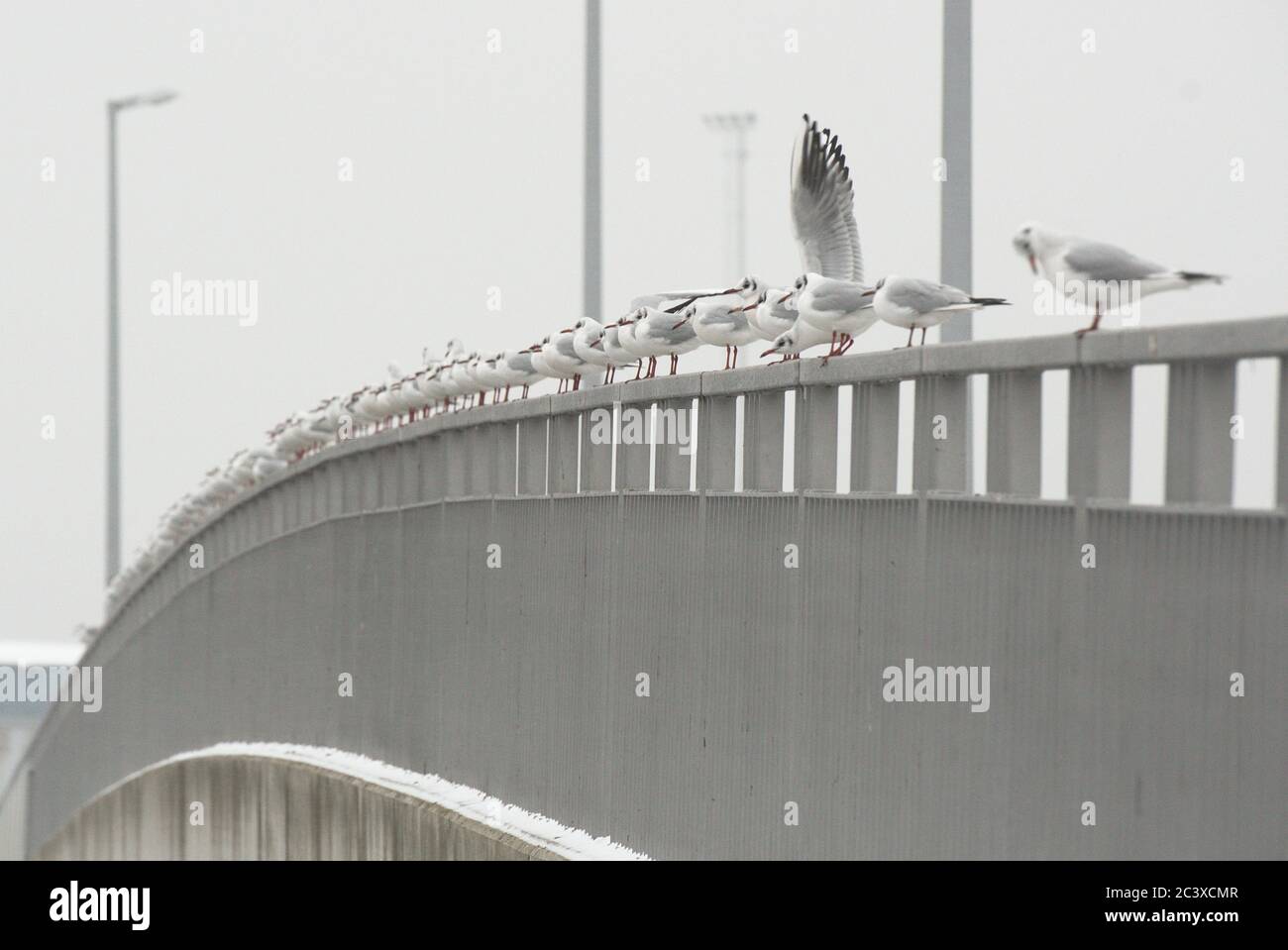 Möwen im Winter auf einer Brücke Stock Photo