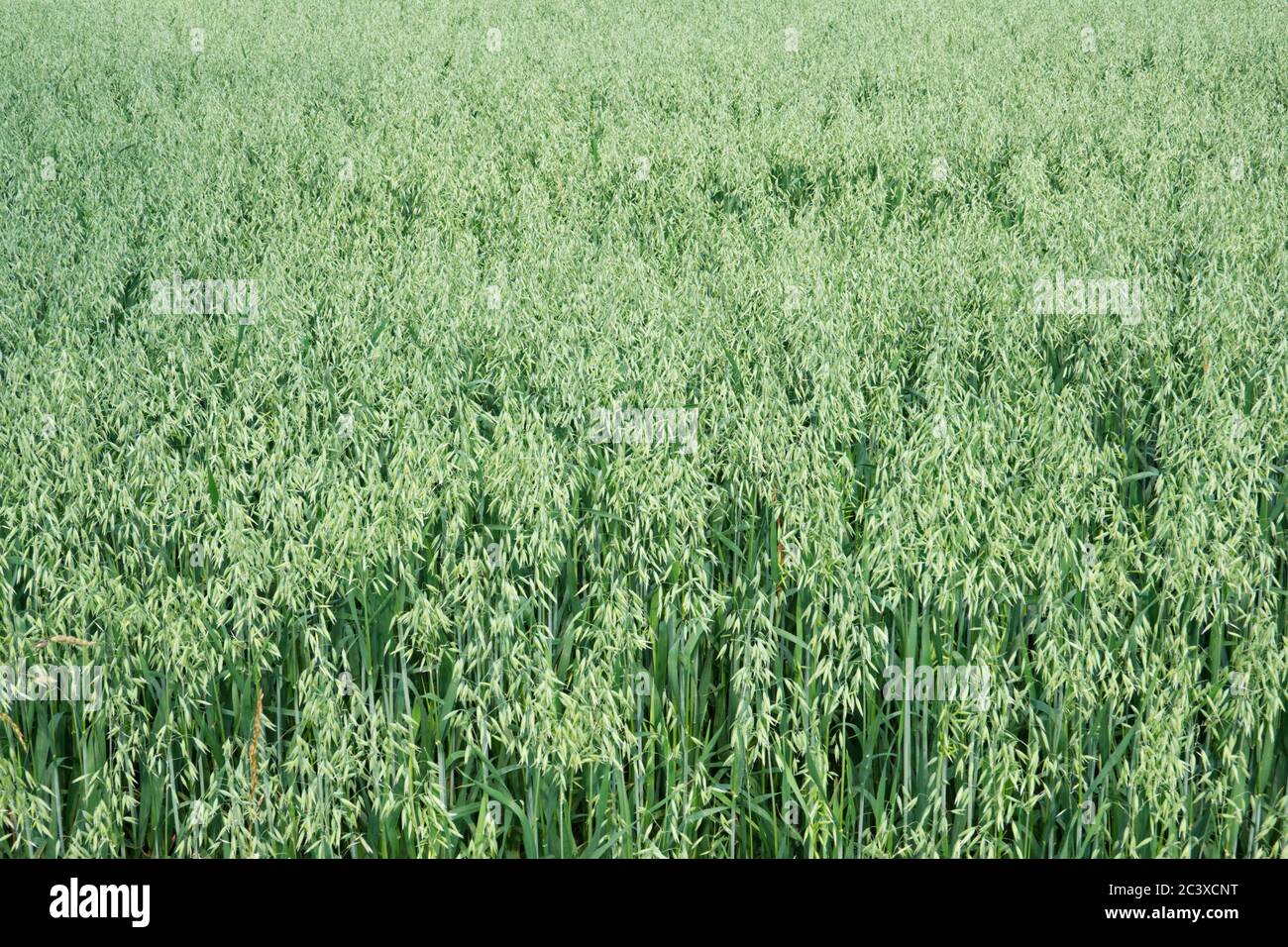 Field of unripe Oats, a natural background Stock Photo