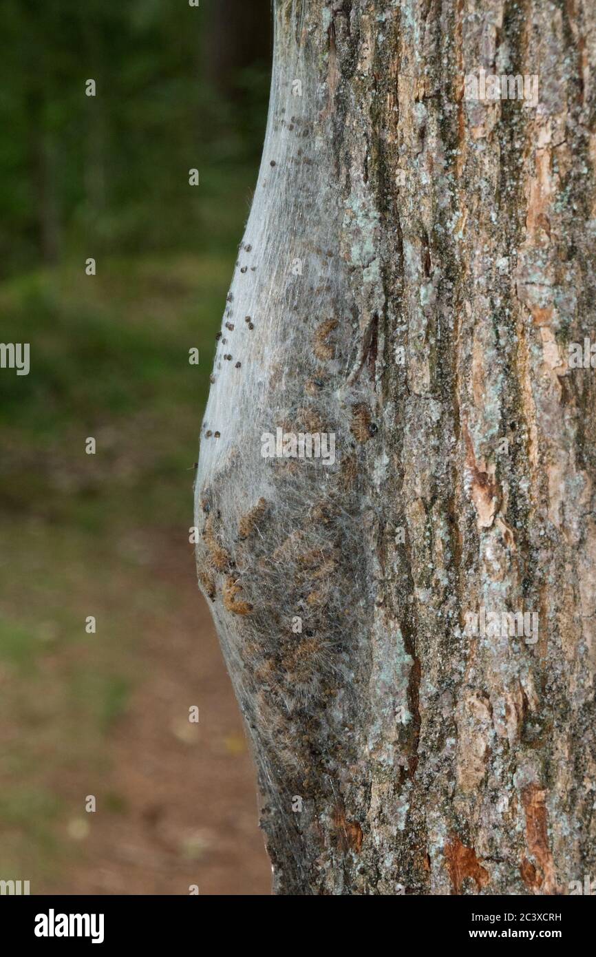 Silk nest of Oak processionary caterpillars on the bark of an Oak tree Stock Photo