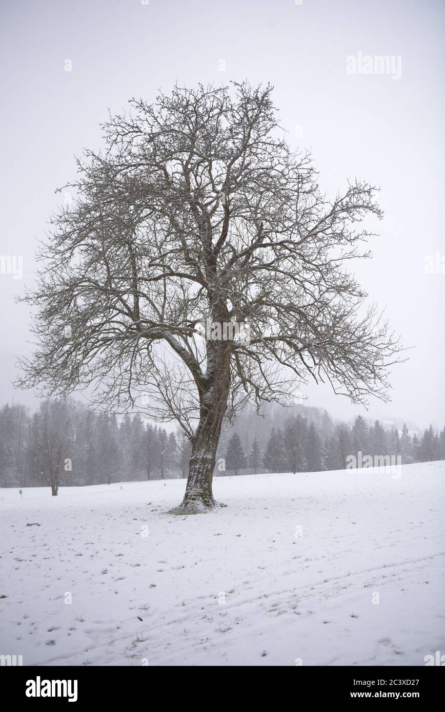 Winterlandschaft mit Baum Stock Photo