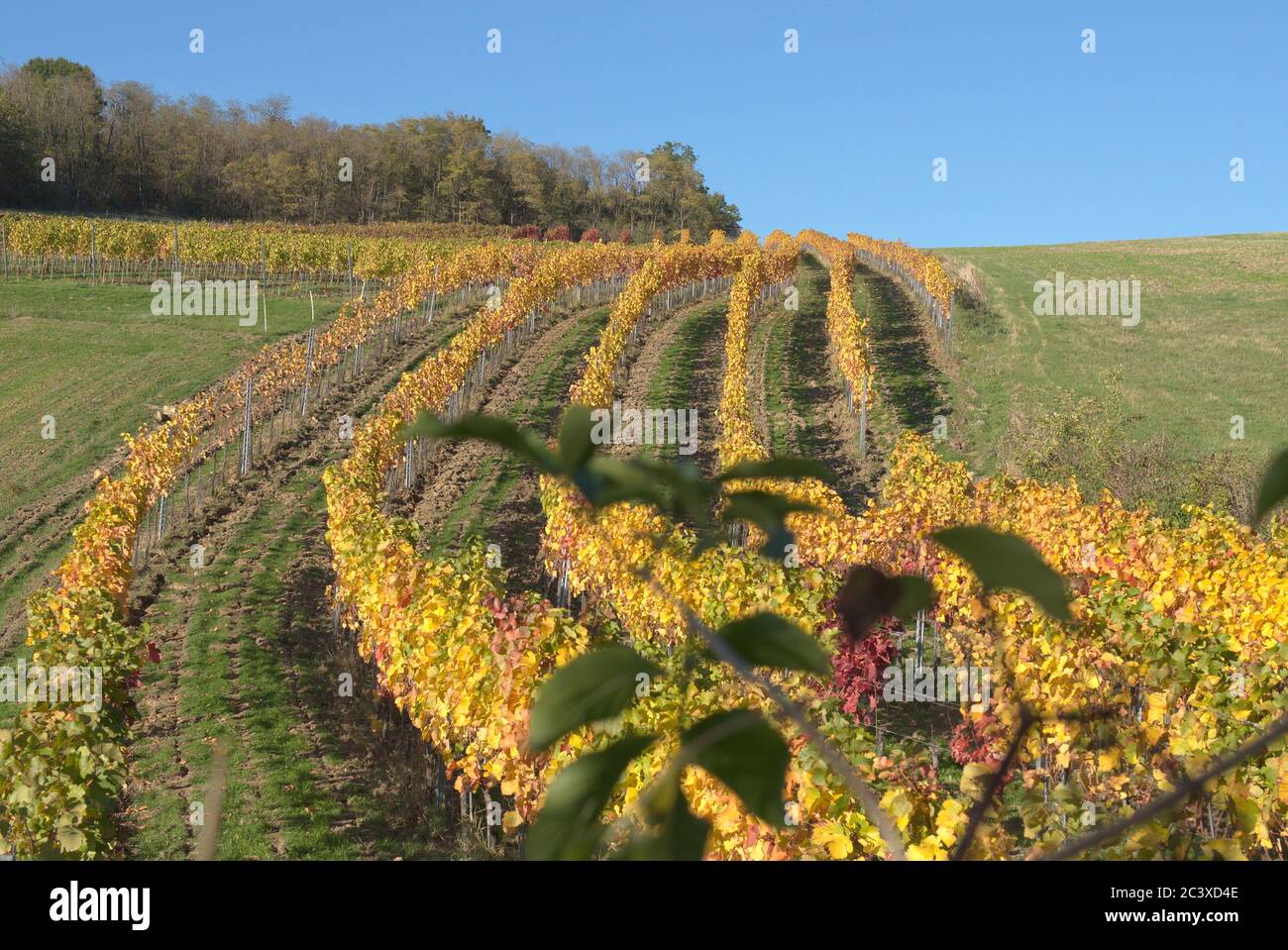 Herbstliche Weinberge Stock Photo