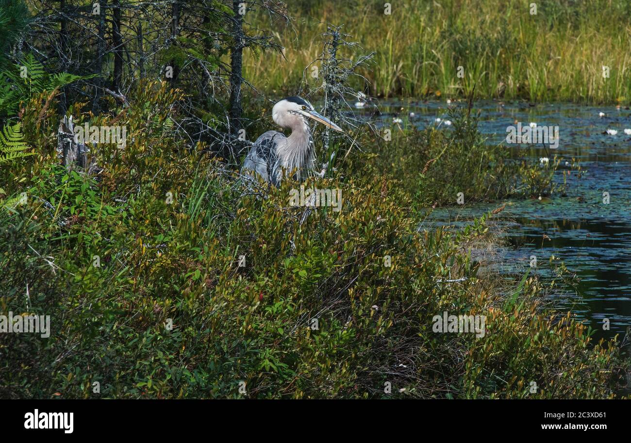 Great-blue heron Algonquin Provincial Park, Ontario Canada Stock Photo