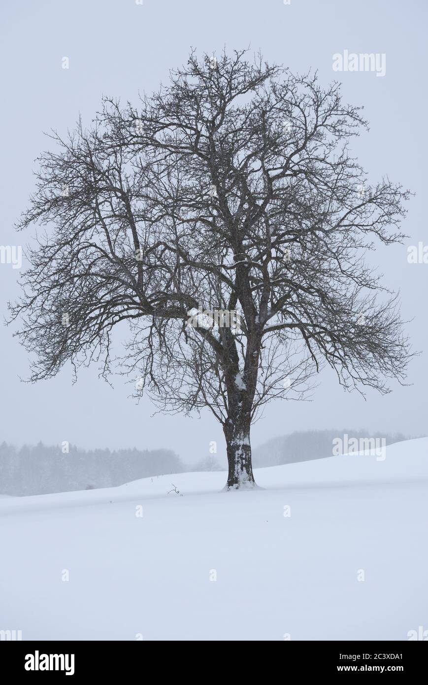 schneebedeckte Wiese mit Baum Stock Photo