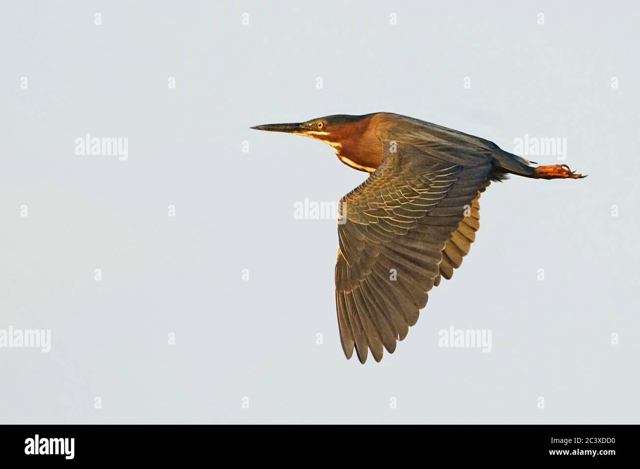 Green heron in flight Stock Photo Alamy