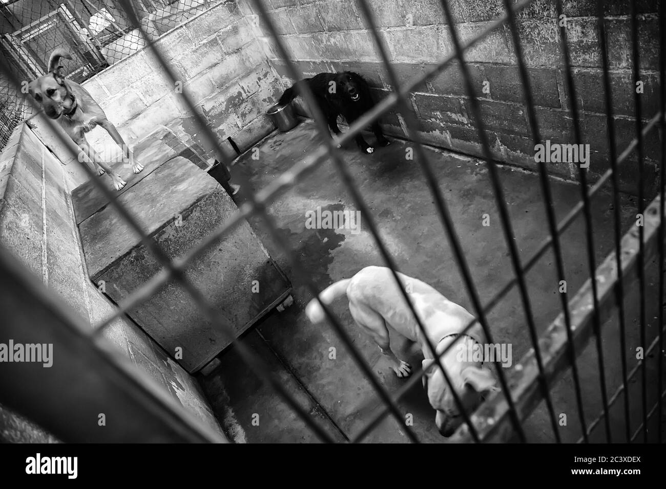 Dog in enclosed kennel, abandoned animals, abuse Stock Photo - Alamy